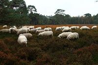 Sheepfold