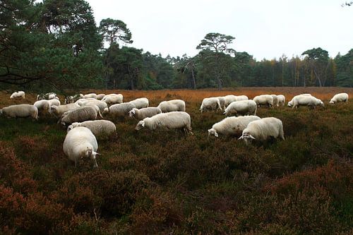 Schaapskooi
