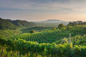 Die Weinberge der Prosecco-Hügel bei Sonnenuntergang, Valdobbiadene, Italien