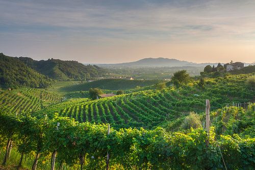 De wijngaarden van Prosecco Hills bij zonsondergang, Valdobbiadene, Italië