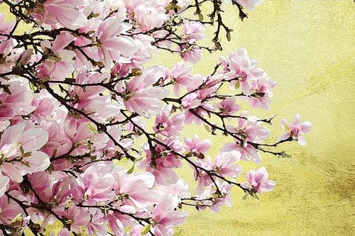 Golden Magnolia Time