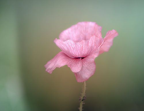 oud roze klaproos open
