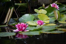 Nénuphars dans l'étang sur Saskia Olyhoek