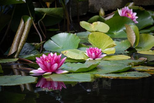 Waterlelies in de vijver