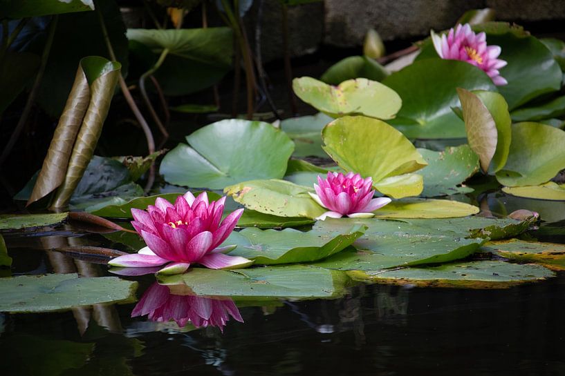 Water lilies in the pond by Saskia Olyhoek