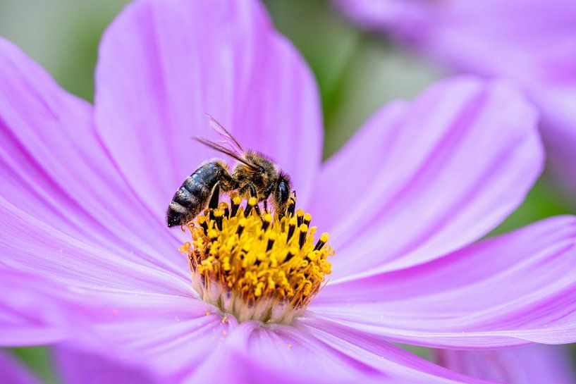 Macro of a bee on a pink dahlia flower by ManfredFotos