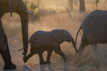 olifanten optocht bij zonsopkomst van Roelinda Tip
