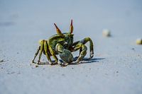 crabe