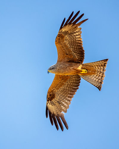 Black Kite in full flight