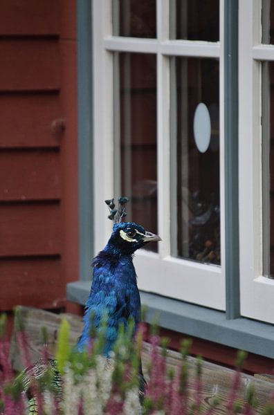 Pauw kijkt binnen. by Susan Dekker