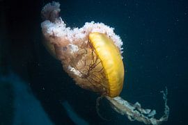 Jellyfish by Karin Maier