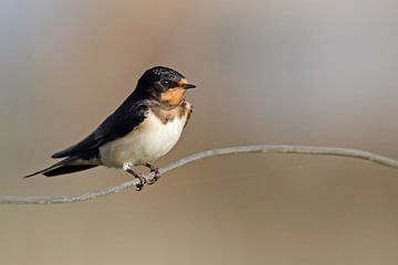 Boerenzwaluw op een takje van Menno Schaefer