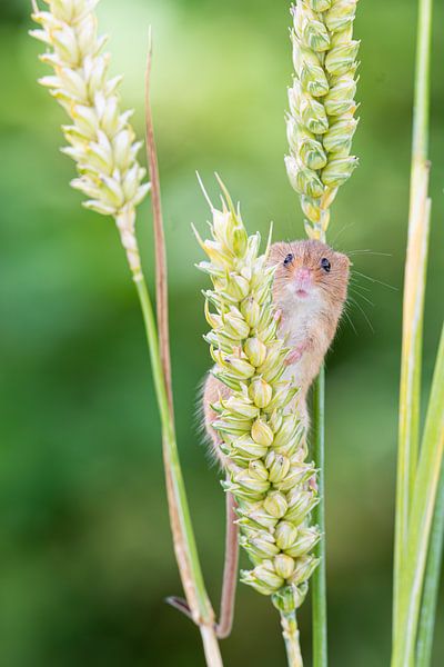 Zwergmaus im Getreide von Rene van Dam