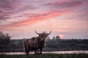 Schotse Hooglander met zonsondergang van Leon Brouwer