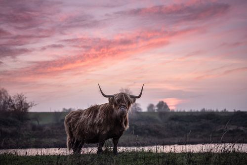 Scottish Highlander with sunset