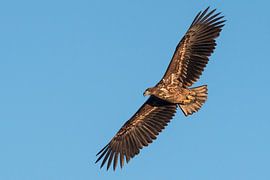 Pygargue à tête blanche au détour d'un virage sur Erik Veldkamp