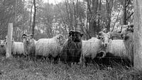 Schafe auf dem Dwingelderveld