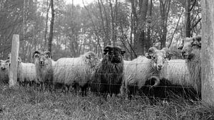 Schapen op het Dwingelderveld van Joris Louwes