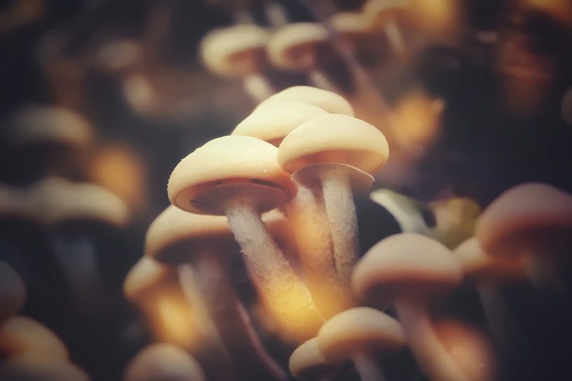 Autumn flowers by Maickel Dedeken