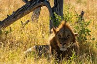 Male lion with crest lying in tall grass