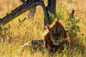 Mannetjes leeuw met kuif liggend in het hoge gras van Johannes Jongsma
