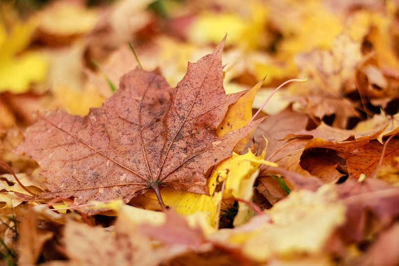 Herfstblad uitgelicht van Petra Brouwer