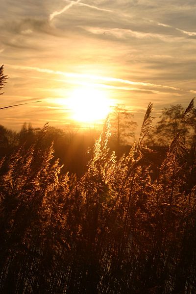 golden shimmer by EnWout