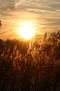 golden shimmer by EnWout thumbnail