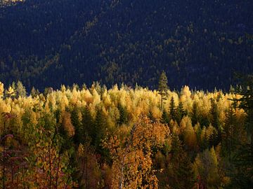 Herfstbos in Noorwegen van Judith van Wijk