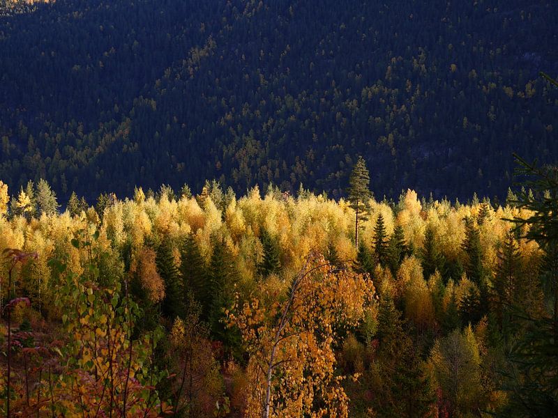 Forêt d'automne en Norvège par Judith van Wijk