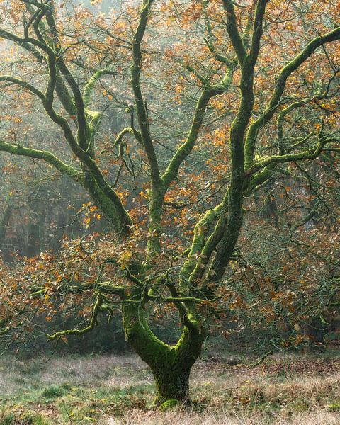 Beautiful oak with moss by Dennis Mulder