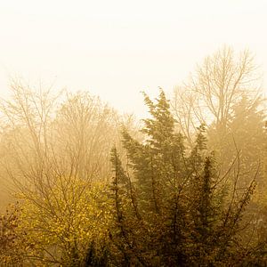 Amsterdamer Wald im Herbst von Sander Jacobs