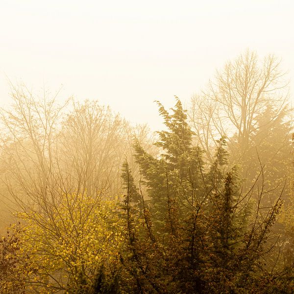 Amsterdamse bos herfst van Sander J