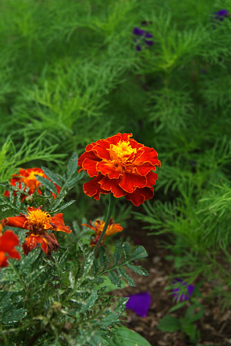 Bright Orange Marigold Flower