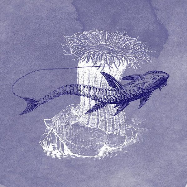 Delfts blauwe loricaria vis van Jadzia Klimkiewicz