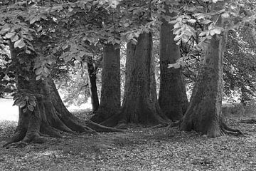 Forest near Lübbenau black/white