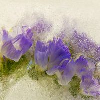 Gefrorene Blumen #7