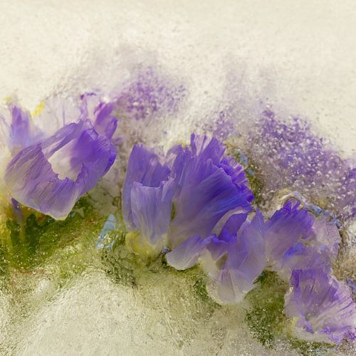 Fleurs gelées #7