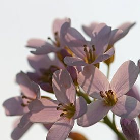 Pinksterbloemen sur Saskia van den Berg Fotografie