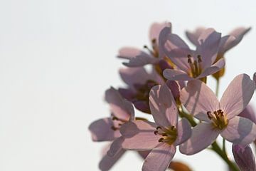 Pinksterbloemen van Saskia van den Berg Fotografie