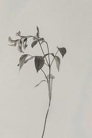 Delicate Botanical Study
