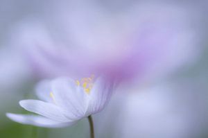 Avec une touche de rose ( photo douce d'anémones de bois en rose et blanc)