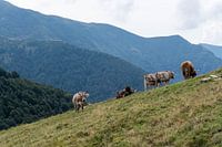 Wild cows in the Swiss Alps