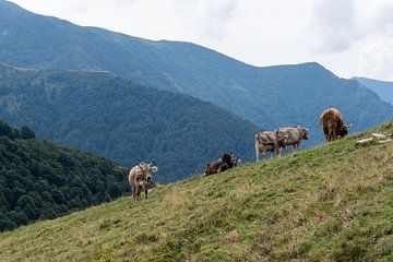 Wilde koeien in de Zwitserse Alpen van Diantha Risiglione