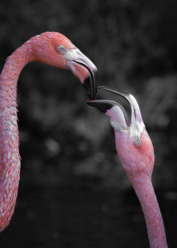 Teder portret van roze Flamingo liefde met monochrome achtergrond van Wildlife Designs