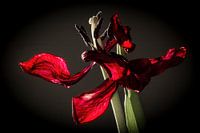 Red Tulip