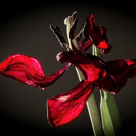 Red Tulip von Adina Mosnegutu