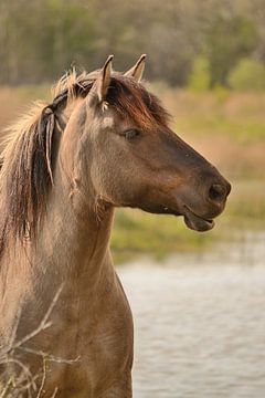 Paarden portret van Rosenthal fotografie