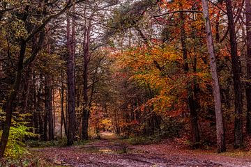 Herbstlicher Waldweg mit schönen Farben.