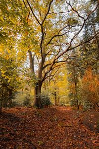 Herbst im Wald von Robbert Wille